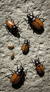 Several cucujus clavipes beetles on a gray surface in a vertical pattern