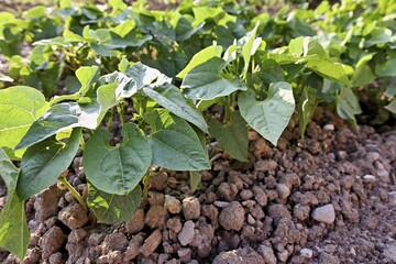 Herb of the bush bean (Phaseolus vulgaris nanus)