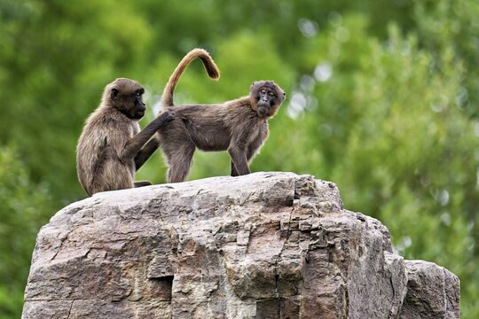 Djeladas or blood-breasted baboons (Theropithecus gelada), grooming, Lausen, captive, Switzerland