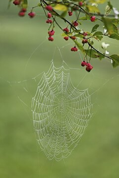 Spider web with morning dew on the fruit of the Common spindle bush (Euonymus europaeus), also known as the common monkeyhood