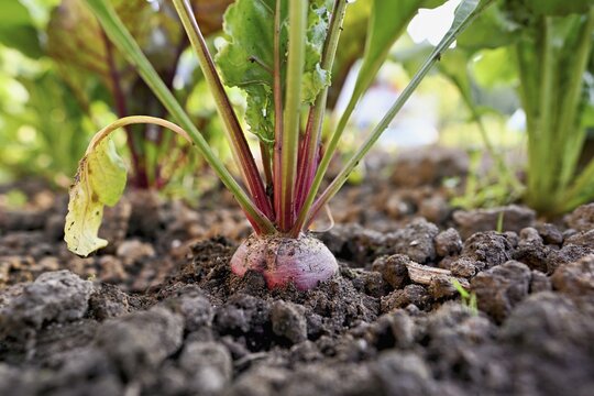 Herb and tuber of beetroot (Beta vulgaris vulgaris)