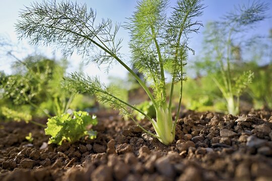Herb and bulb of fennel (Foeniculum vulgare), spice and medicinal plant