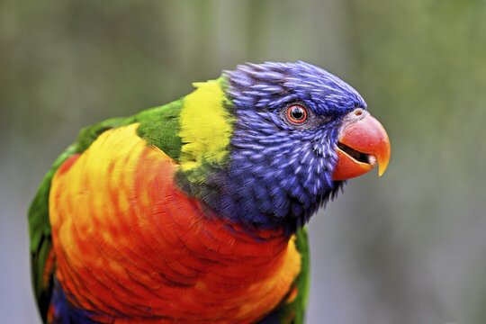 Rainbow Lorikeet (Trichoglossus haematodus), captive, occurrence Australia