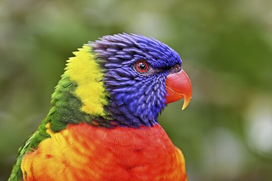 Rainbow Lorikeet (Trichoglossus haematodus), captive, occurrence Australia