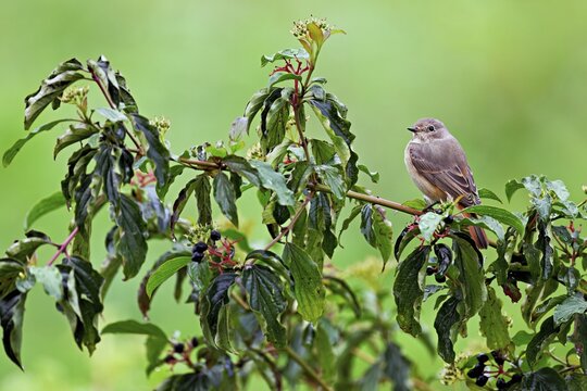 Black redstart (Phoenicurus ochruros), female on dogwood (Cornus sanguinea), sitting, Switzerland