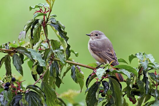 Black redstart (Phoenicurus ochruros), female on dogwood (Cornus sanguinea), sitting, Switzerland