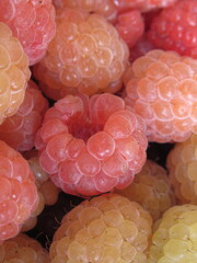 Zbliżenie na świeżo zebrane owoce maliny © Kumulugma