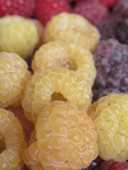 Zbliżenie na świeżo zebrane owoce maliny © Kumulugma