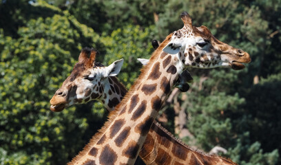 views of captive animals in a wildlife park 