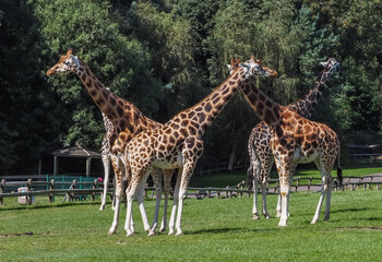 views of captive animals in a wildlife park 