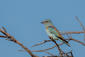 European roller perched on a branch of a dead tree