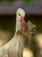 A white stork has collected nesting material in its beak