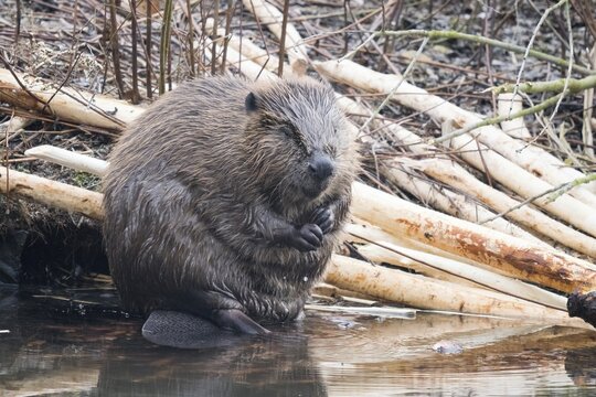 A beaver (Castor fibre) sits by the water surrounded by gnawed branches in a humid environment, Hesse, Germany