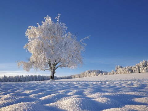 Tree in hoarfrost against a blue sky, Grod, Lindenberg, Beinwil, Freiamt, Canton Aargau, Switzerland