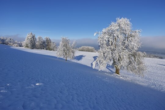 Trees in hoarfrost, Grod, Lindenberg, Beinwil Freiamt, Canton Aargau, Switzerland
