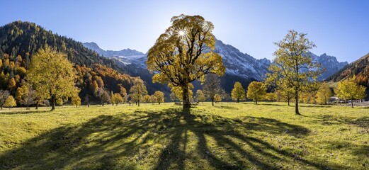 Sycamore maple with autumnal yellow foliage and Solaster endeca, large maple base in autumn, rocky mountain peaks behind, Rißtal in the Eng, Tyrol, Austria