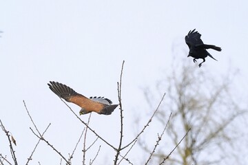 A crow (Corvus corone corone) attacking a Common Kestrel (Falco tinnunculus), Hesse, Germany
