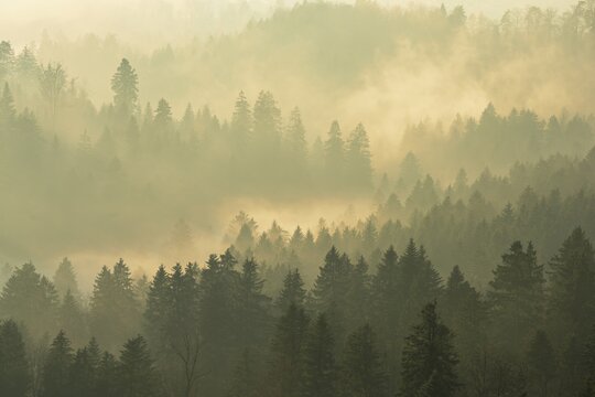Fog and forest in the light of the setting sun, Baar, Canton Zug, Switzerland