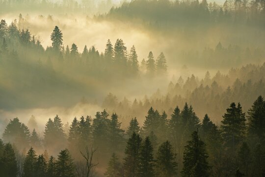 Fog and forest in the light of the setting sun, Baar, Canton Zug, Switzerland