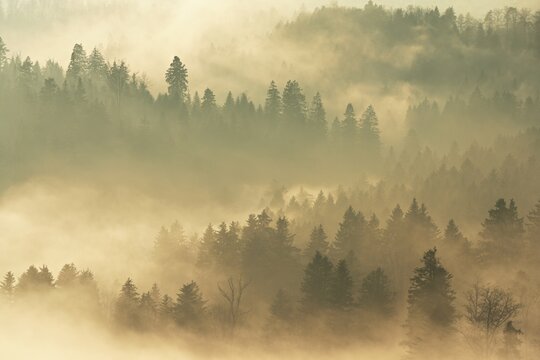 Fog and forest in the light of the setting sun, Baar, Canton Zug, Switzerland