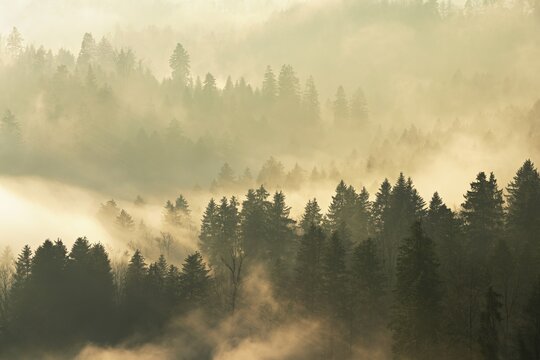 Fog and forest in the light of the setting sun, Baar, Canton Zug, Switzerland