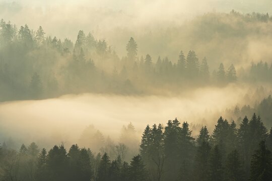 Fog and forest in the light of the setting sun, Baar, Canton Zug, Switzerland