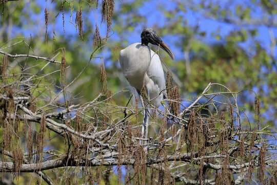 Wood stork (Mycteria americana), adult, on tree, collecting, nesting material, St. Augustine, Florida, USA, North America