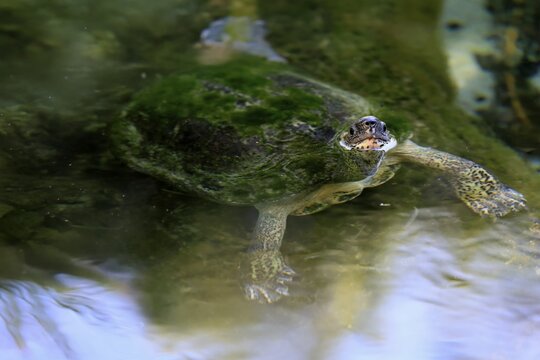 Tabasco tortoise (Dermatemys mawii), adult, in water, swimming, Central America