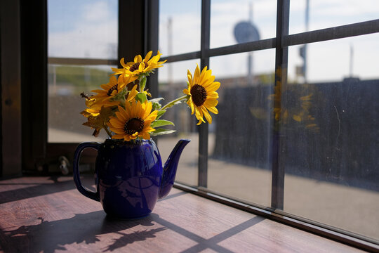 Sunflowers in a blue teapot vase by the window at a cafe on Sakushima Island, Aichi Prefecture, Japan