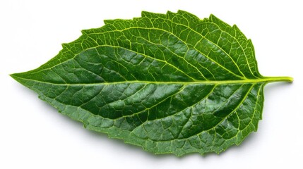 Obraz premium an isolated leaf with a close up of its textured surface, emphasizing its natural pattern and possibly suggesting freshness, plant health, or the concept of natural ingredients