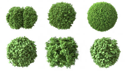A collection of six different types of lush green foliage balls. various textures and shapes. ideal for landscaping design and nature-themed projects