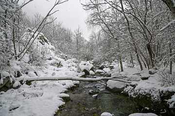 Water whispers beneath frozen branches (Aran Valley, Pyrenees) © Antonio