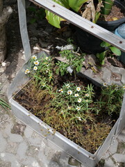 white daisies blooming in rustic metal planter on cobblestone garden path outdoors