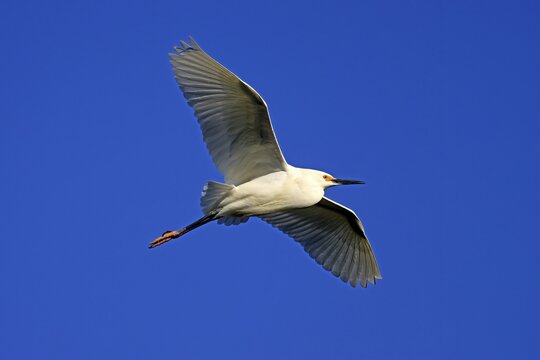 Great Egret (Egretta thula), adult, flying, St. Augustine, Florida, North America, USA