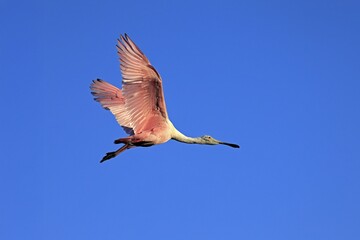 Roseate spoonbill (Platalea ajaja), adult, flying, St. Augustine, Florida, North America, USA