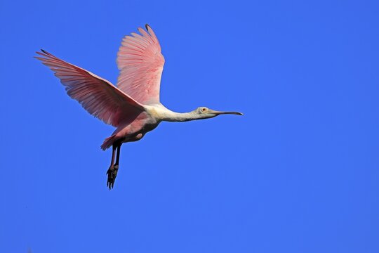 Roseate spoonbill (Platalea ajaja), adult, flying, St. Augustine, Florida, North America, USA