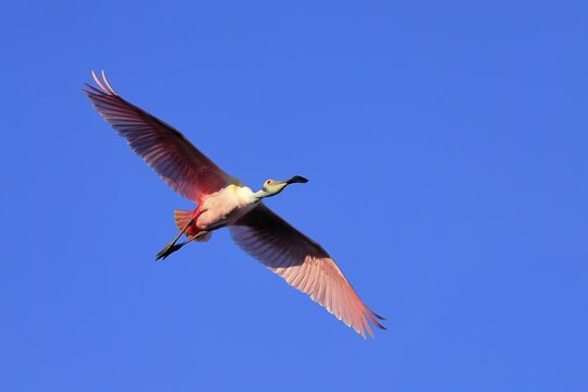 Roseate spoonbill (Platalea ajaja), adult, flying, St. Augustine, Florida, North America, USA