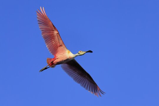 Roseate spoonbill (Platalea ajaja), adult, flying, St. Augustine, Florida, North America, USA