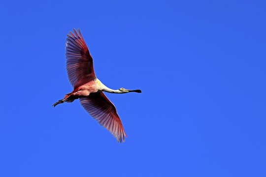 Roseate spoonbill (Platalea ajaja), adult, flying, St. Augustine, Florida, North America, USA
