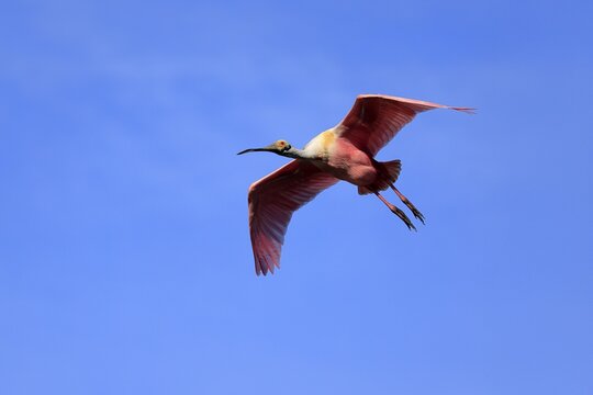 Roseate spoonbill (Platalea ajaja), adult, flying, St. Augustine, Florida, North America, USA