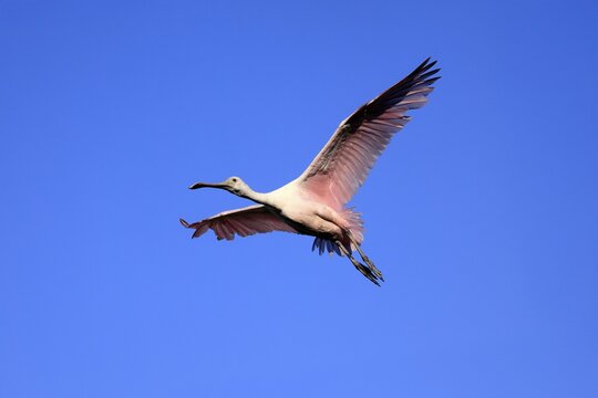 Roseate spoonbill (Platalea ajaja), adult, flying, St. Augustine, Florida, North America, USA