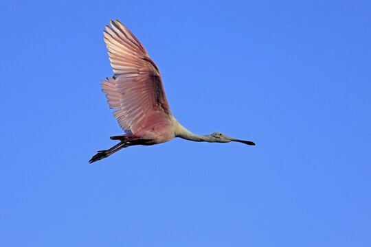 Roseate spoonbill (Platalea ajaja), adult, flying, St. Augustine, Florida, North America, USA