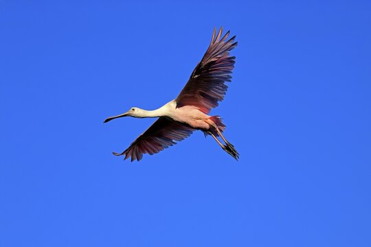 Roseate spoonbill (Platalea ajaja), adult, flying, St. Augustine, Florida, North America, USA