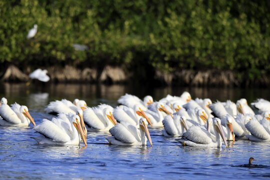 Rhinoceros Pelican (Pelecanus erythrorhynchos), adult, group, in water, fishing, wintering, Snowbirds, Merritt Island, Black Point Wildlife Drive, Florida, USA, North America