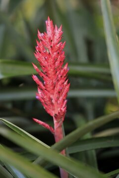 Lance bromeliad (Aechmea distichantha), flower, flowering, Brazil, South America