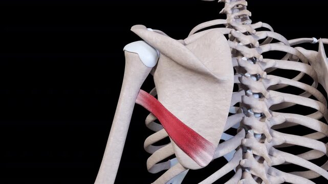 Teres Major Muscle Movement