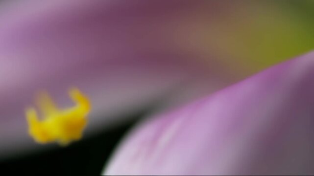 Close-up of a flower's stamen