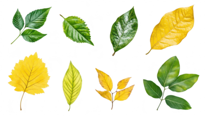 A collection of various leaves different shapes. sizes. and colors. representing the beauty of nature. perfect for educational or artistic use