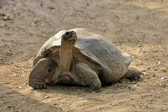 Galapagos giant tortoise (Chelonoidis niger), adult, foraging, captive, Galapagos Islands, Ecuador