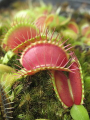 Zbliżenie na pułapki rośliny z gatunku dionaea © Kumulugma